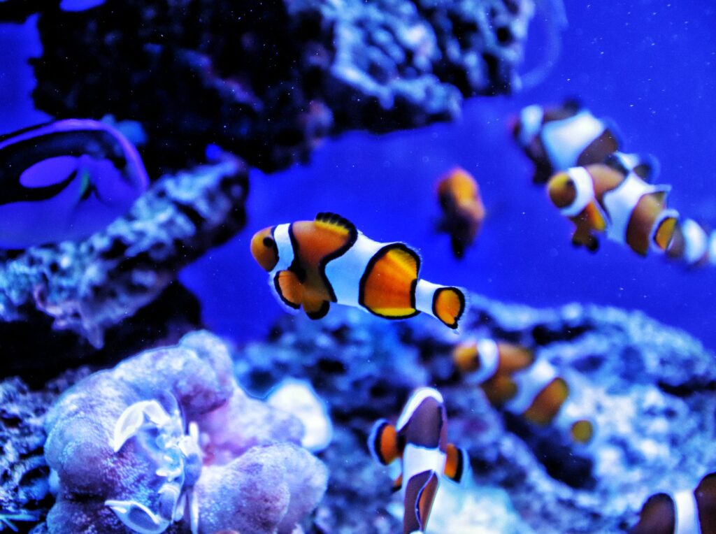Nemo