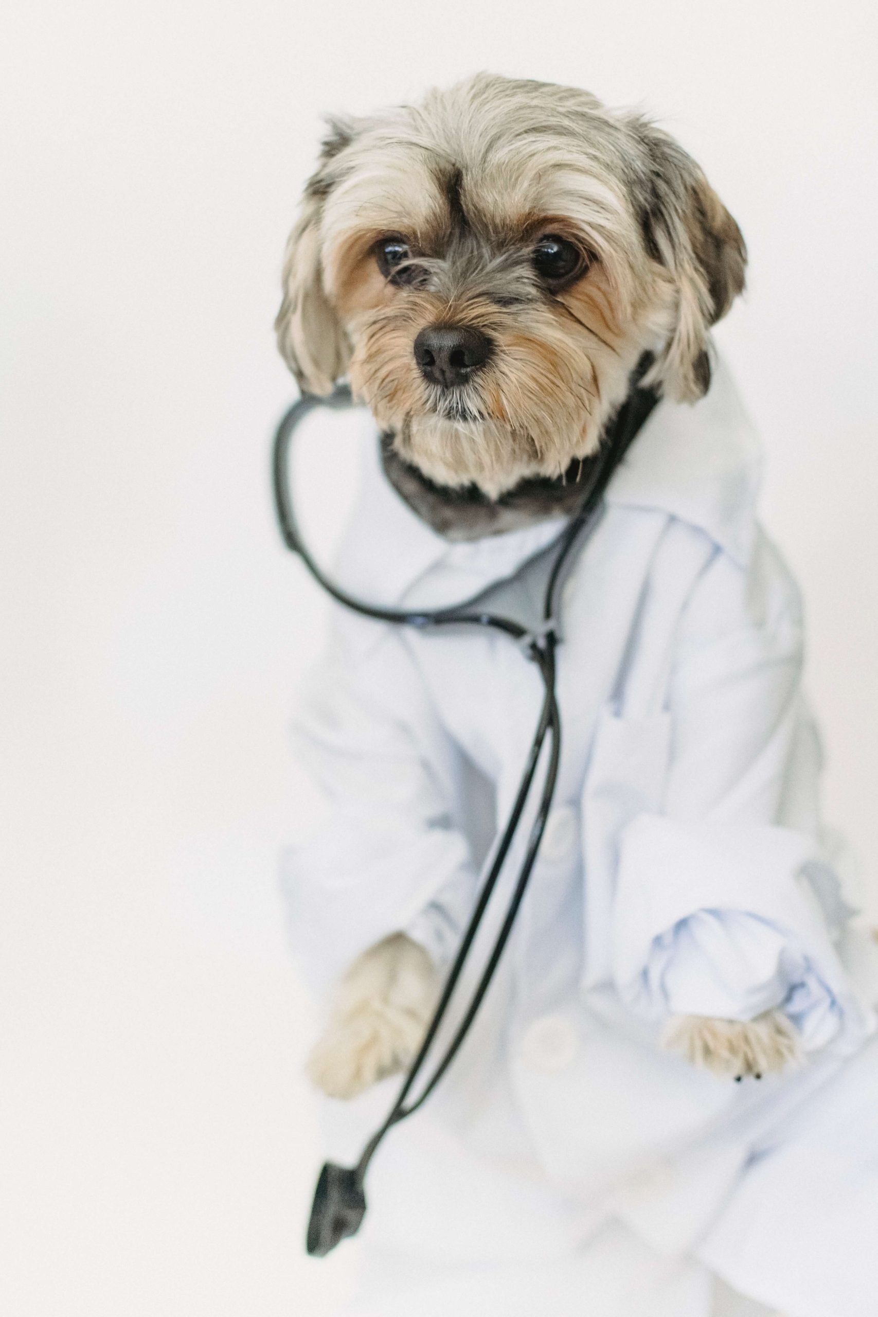 Zo bespaar je op de medicatie van je huisdier 