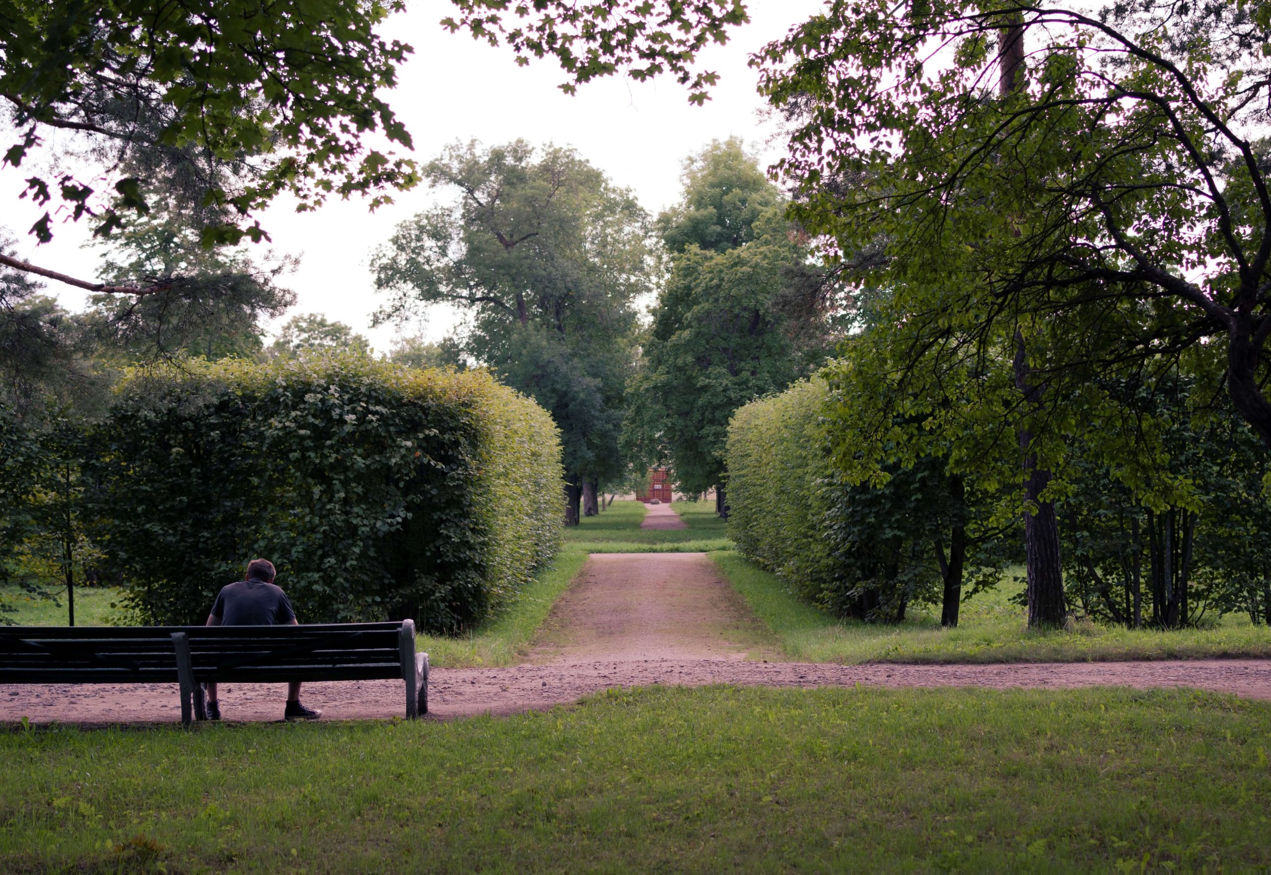 Beukenhagen Planten en Onderhouden: Een Stap-voor-Stap Gids